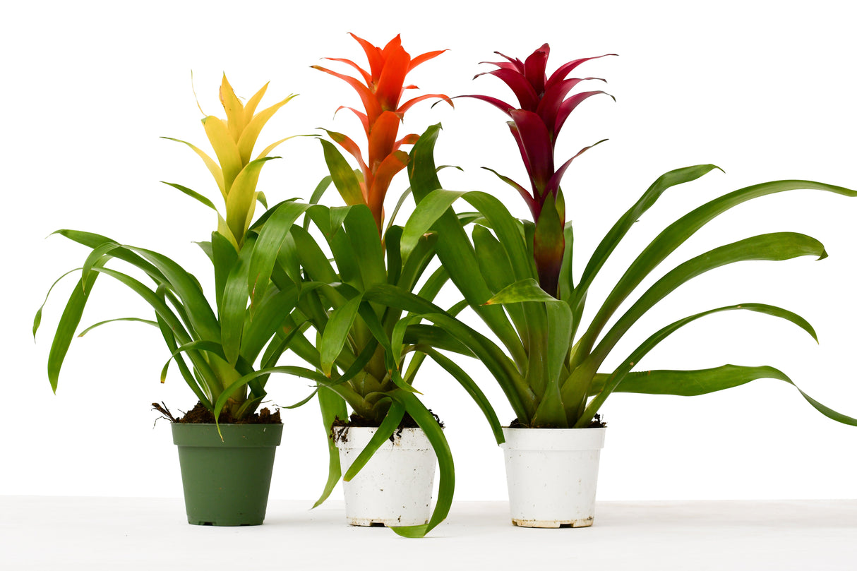 3 Guzmania Bromeliads - Live Plants - 1FT Tall - FREE Care Guide - 4" Pots