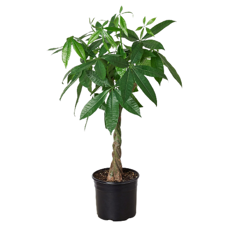 Money Tree 'Guiana Chestnut' Pachira Braid - 10" Pot