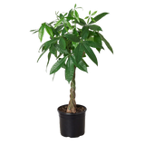 Money Tree 'Guiana Chestnut' Pachira Braid - 10" Pot