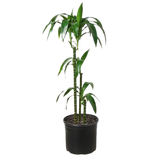 Dracaena 'Elegance' - 10" Pot