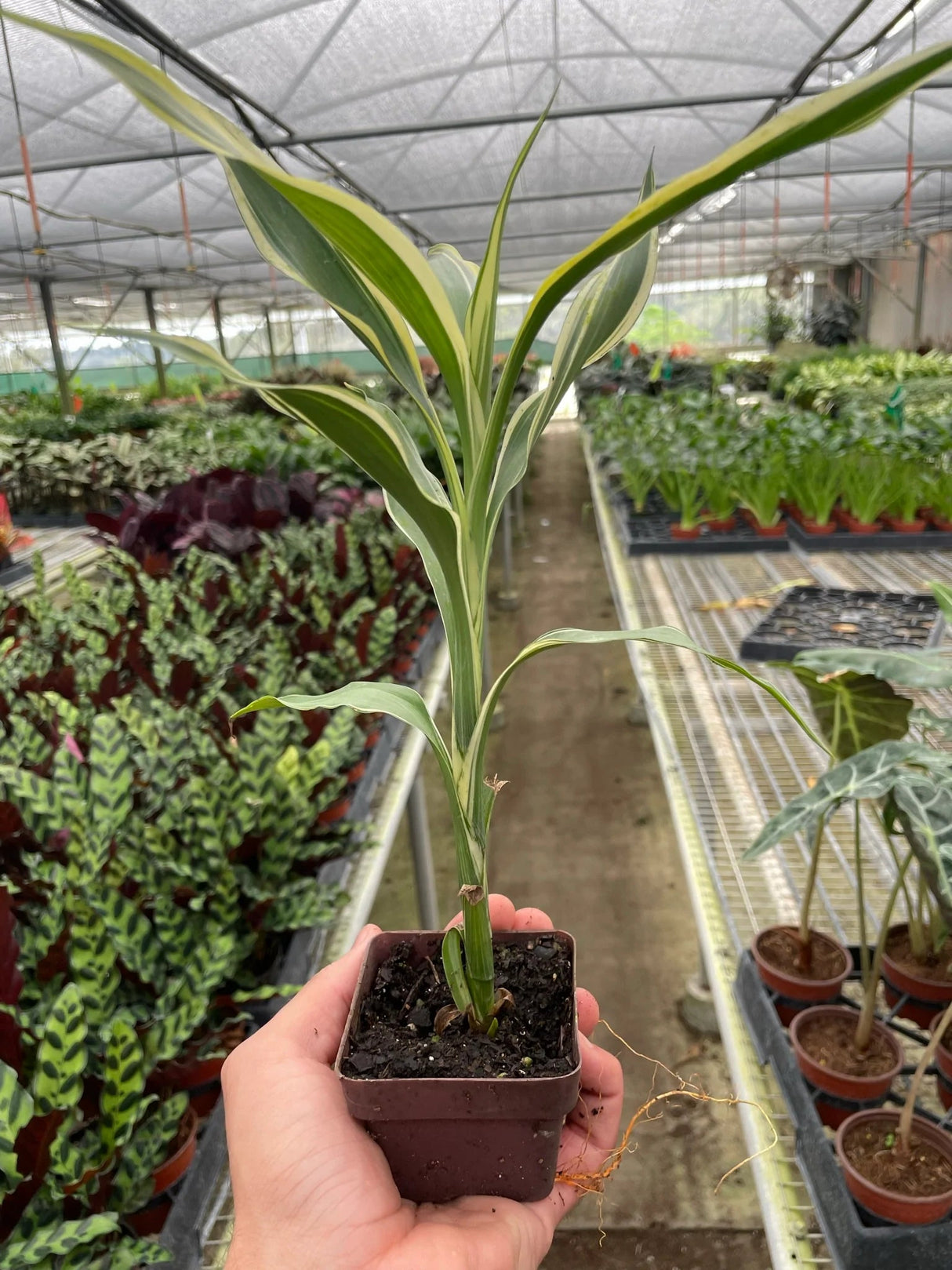 Dracaena 'Sanderiana'