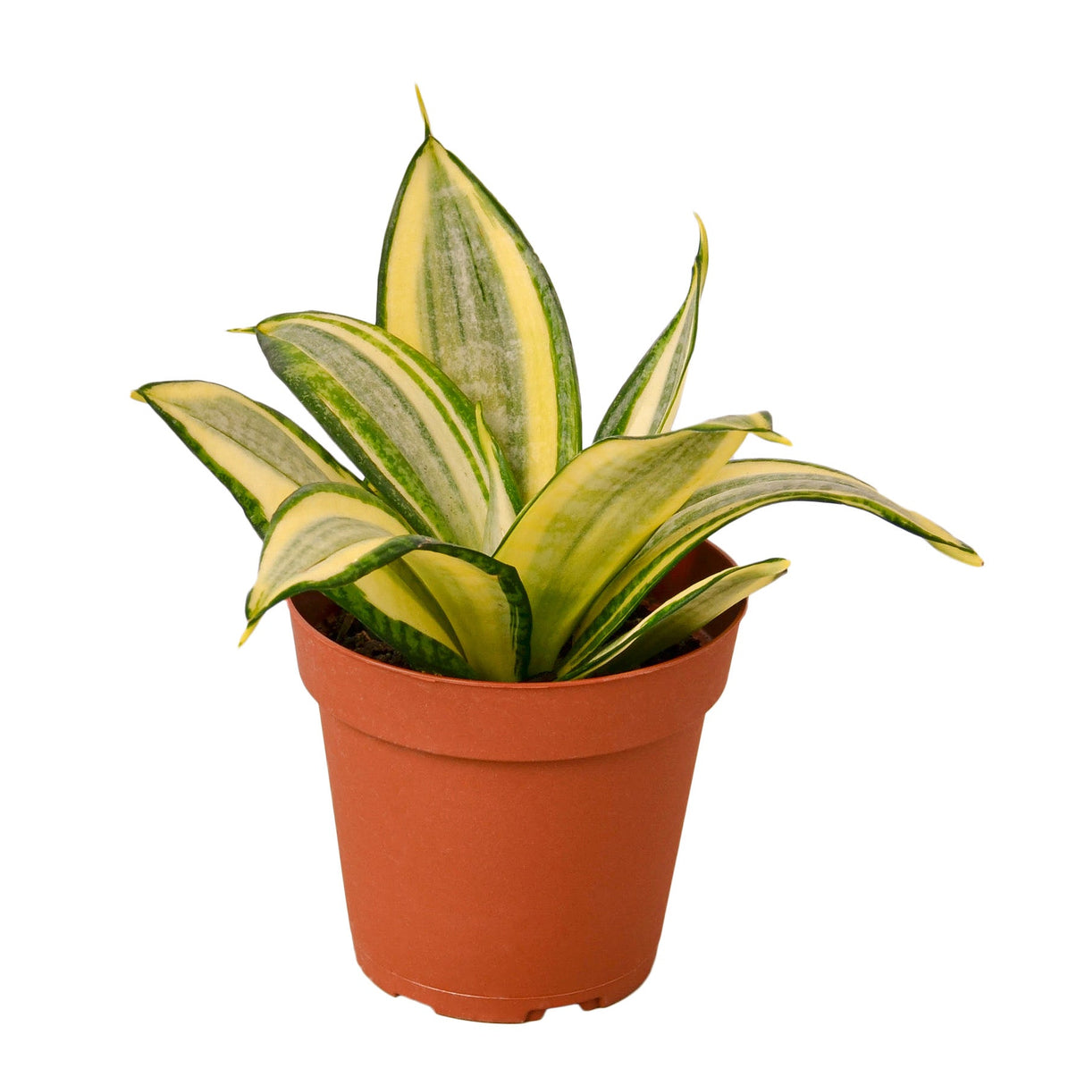 Buy Snake Plant 'Gold Hahnii' Online | Air-Purifying Indoor Plant