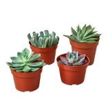 4 Echeveria Succulent Variety Pack - 4.0" Pot