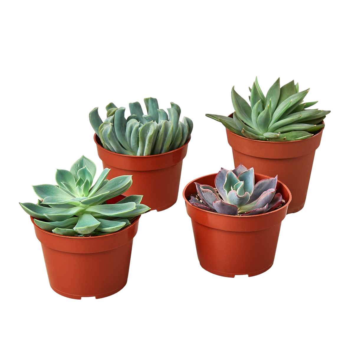 4 Echeveria Succulent Variety Pack - 4.0" Pot