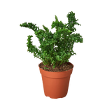 Emina' Fern - 4" Pot