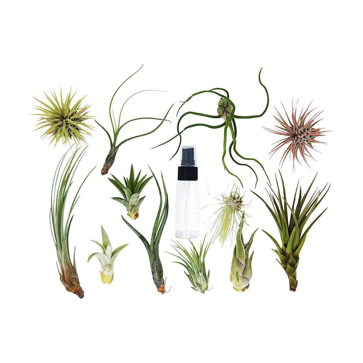 Tillandsia Air Plant Variety w/ Spray - 16 Pack