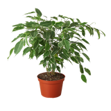 Ficus 'Breeze' - 6" Pot