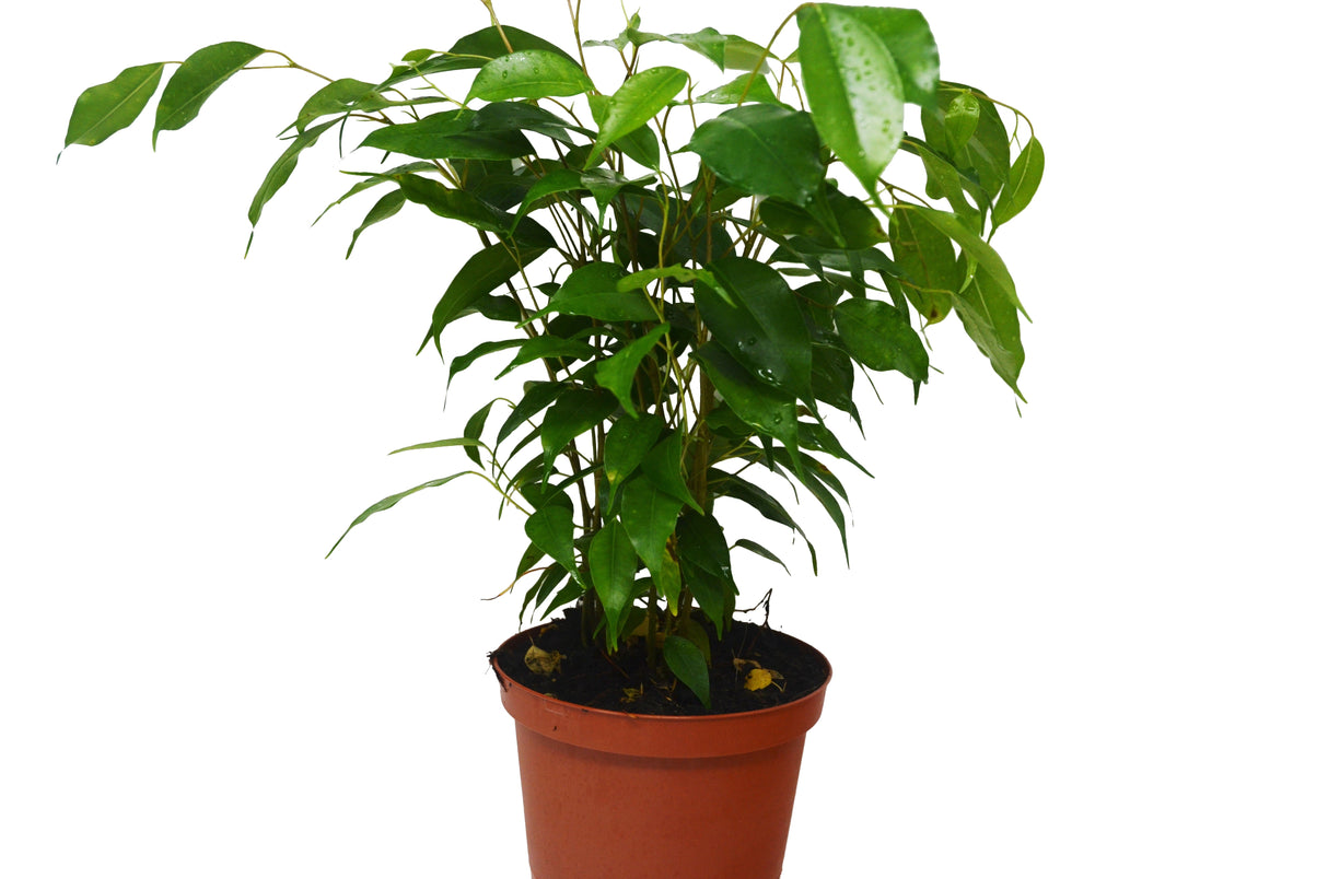 Ficus 'Benjamina' - 6" Pot