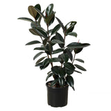 Ficus 'Burgundy' - In 10" Pot