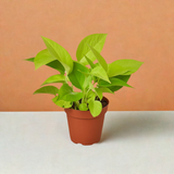 Pothos 'Neon'