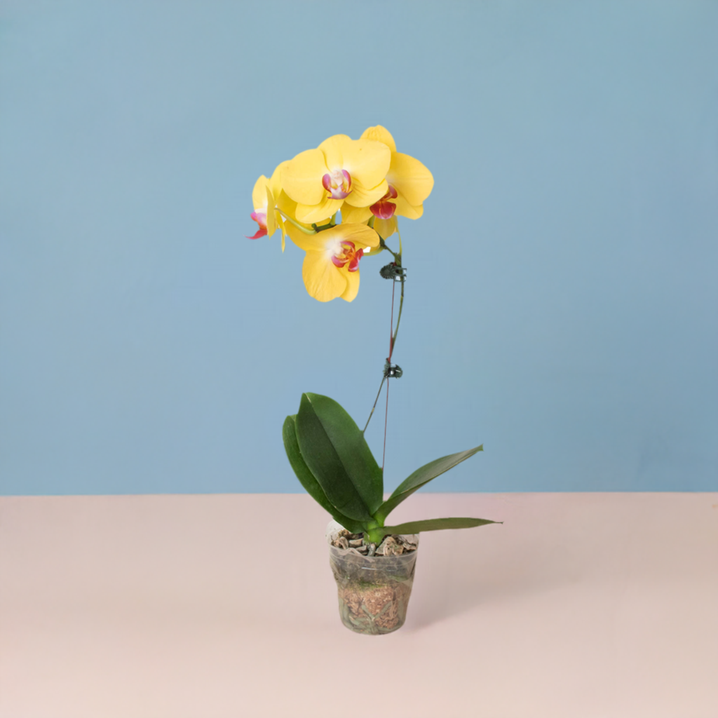 Orchid 'Yellow Phalaenopsis'