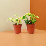 2 Peperomia Plants Variety Pack in 4" Pots - Baby Rubber Plants